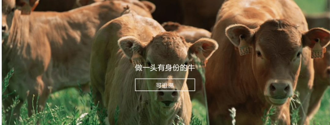 云鼎体育·(YD SPORTS)官方网站参与制定《牛肉追溯技术规程》国家标准 助力牛肉产品“从产地到餐桌”追溯管理上行快车道